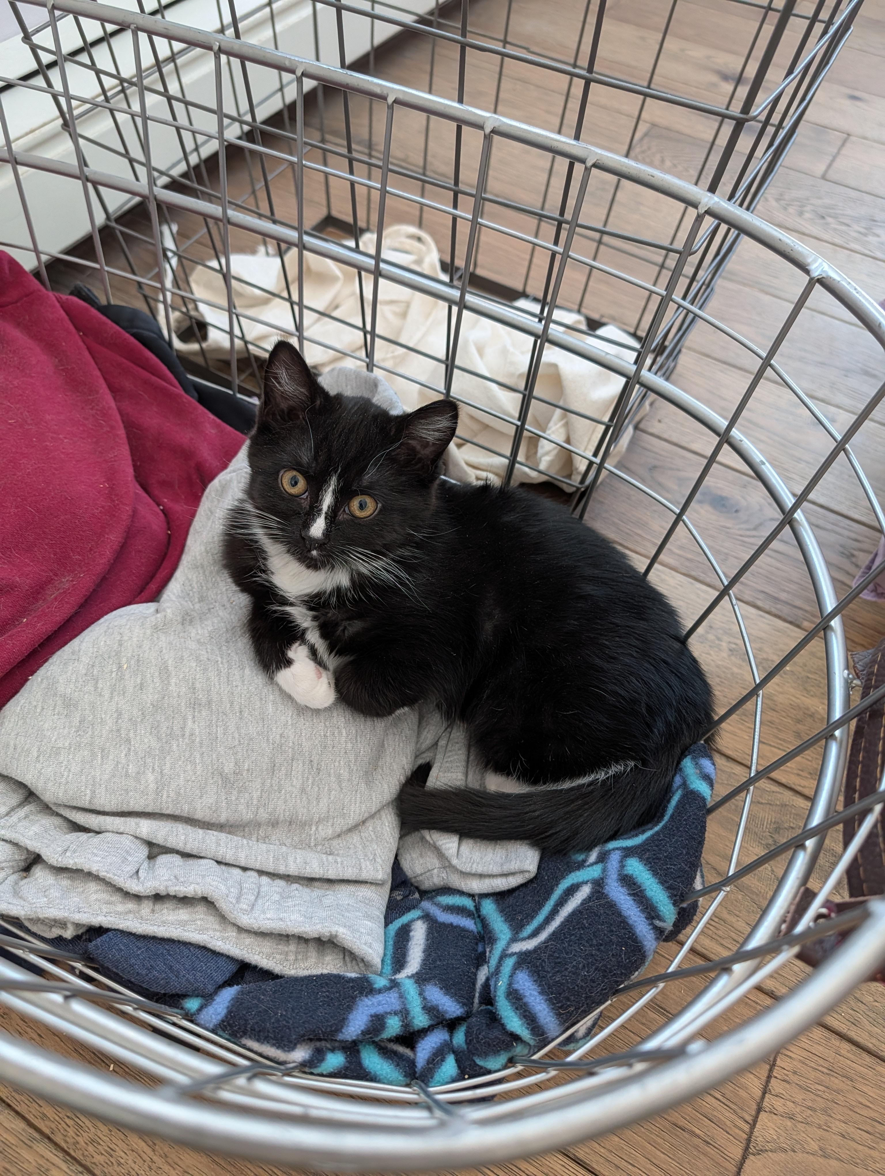Jakey, a Adopted Domestic Short Hair in Burlington, VT image 4/4