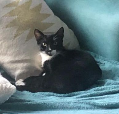 Duke, Adoptable, Adult Male Tuxedo & Domestic Short Hair.