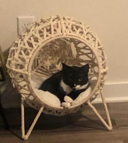 Enlarge Duke, a Adoptable mixed breed in Stewartsville,, NJ image 2/12