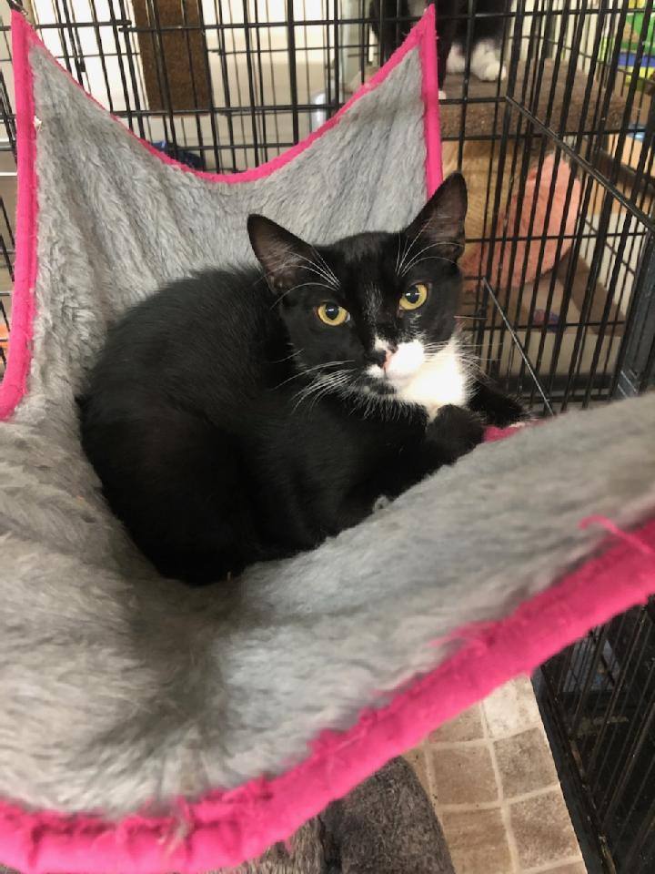 Enlarge Duke, a Adoptable mixed breed in Stewartsville,, NJ image 4/12