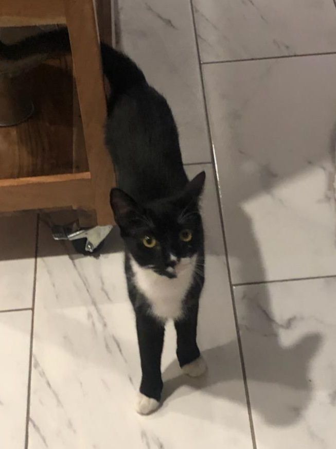 Enlarge Duke, a Adoptable mixed breed in Stewartsville,, NJ image 5/12