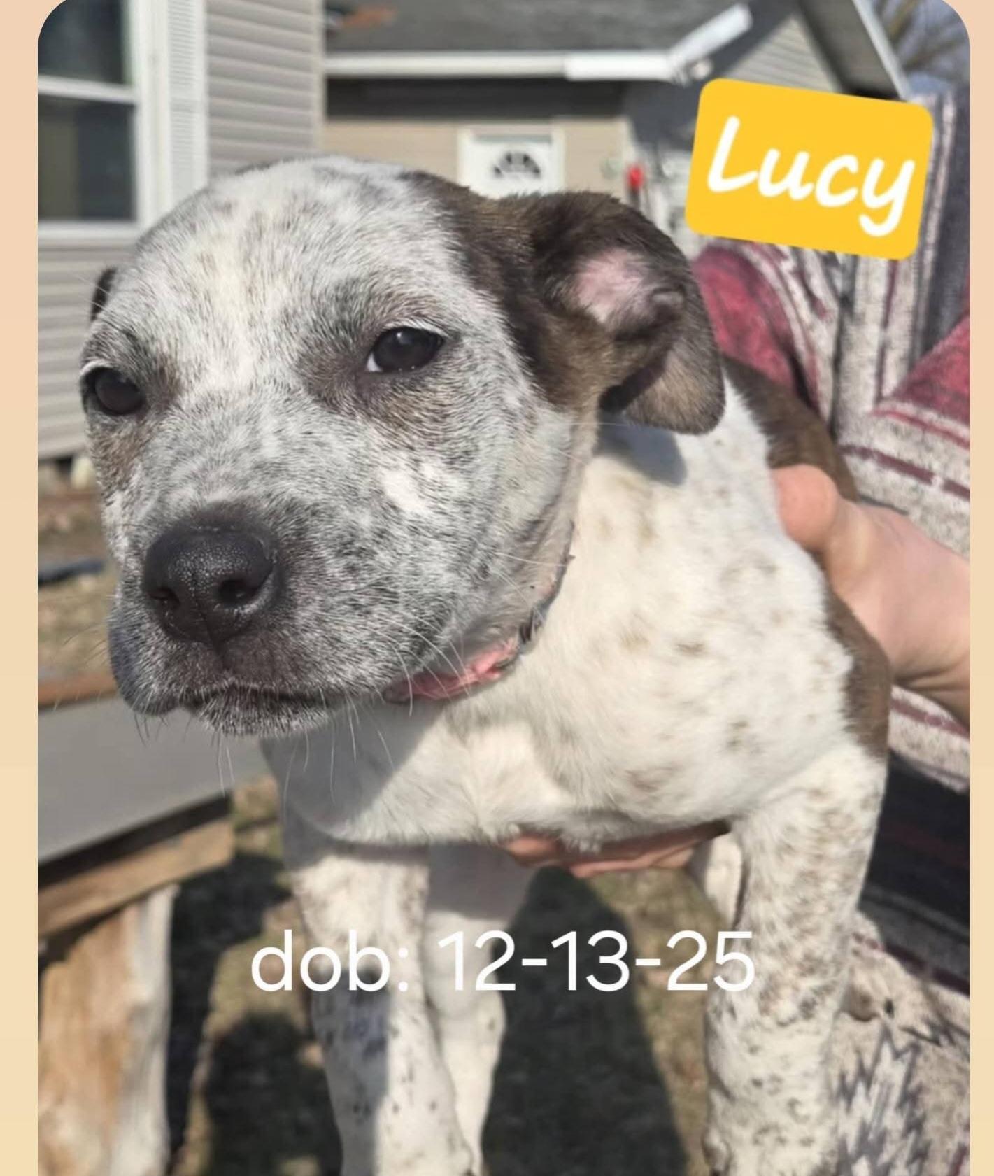 Enlarge LUCY, a ADOPTABLE mixed breed in Harrison, MI image 1/1