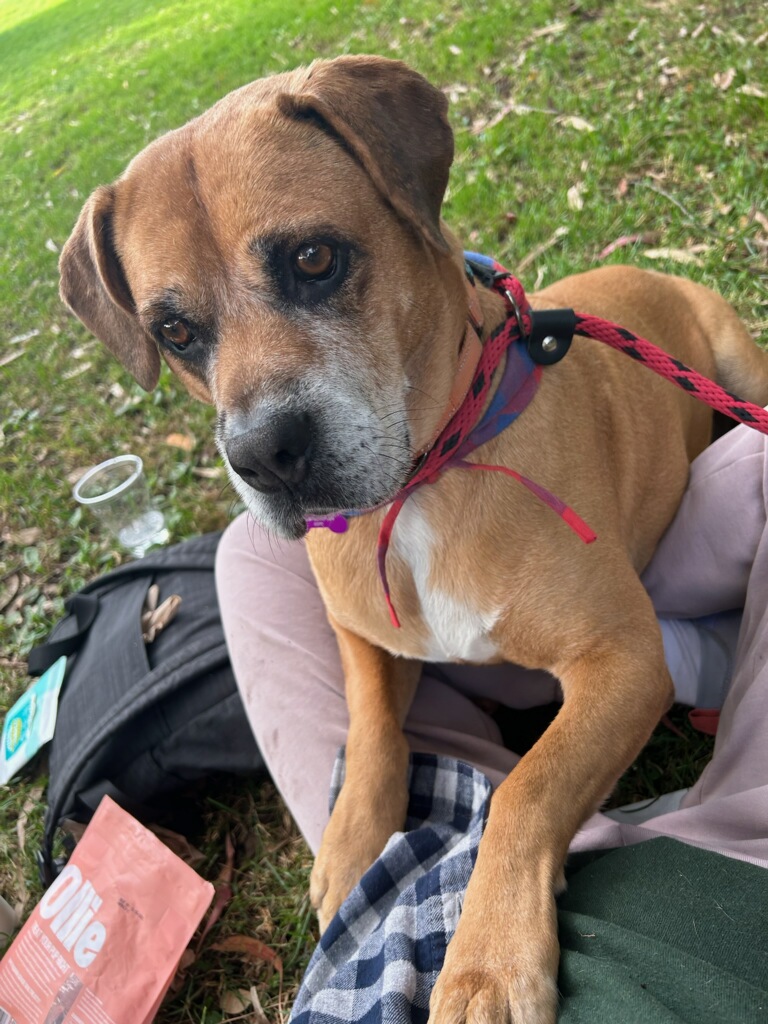 Enlarge Arya, a Adoptable mixed breed in Marina Del Rey, CA image 24/24