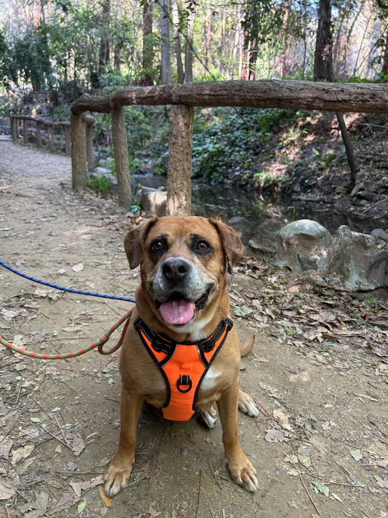 Enlarge Arya, a Adoptable mixed breed in Marina Del Rey, CA image 23/24