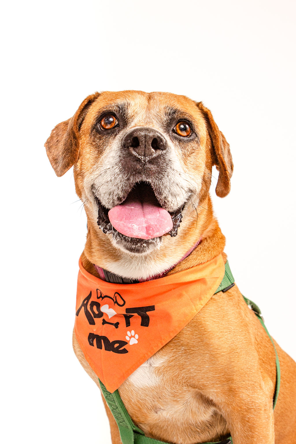Arya, a Adoptable mixed breed in Marina Del Rey, CA image 1/24