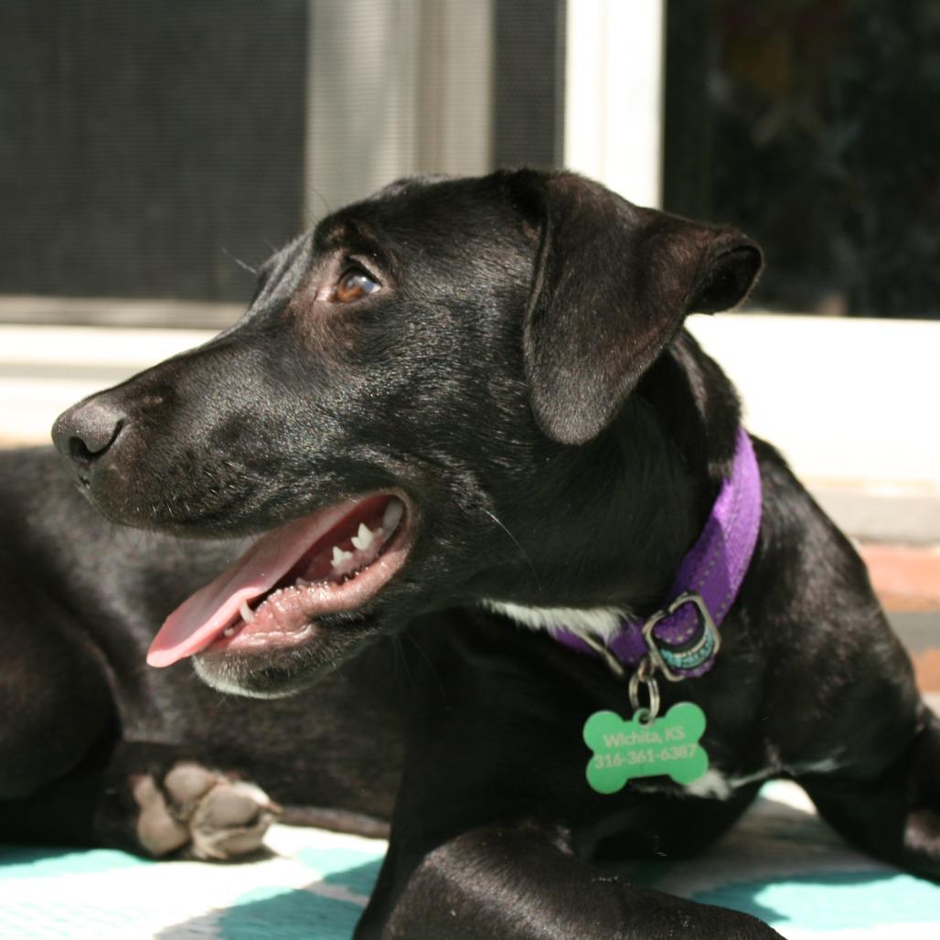 Enlarge Leia, a Adoptable Pit Bull Terrier in Wichita, KS image 2/6