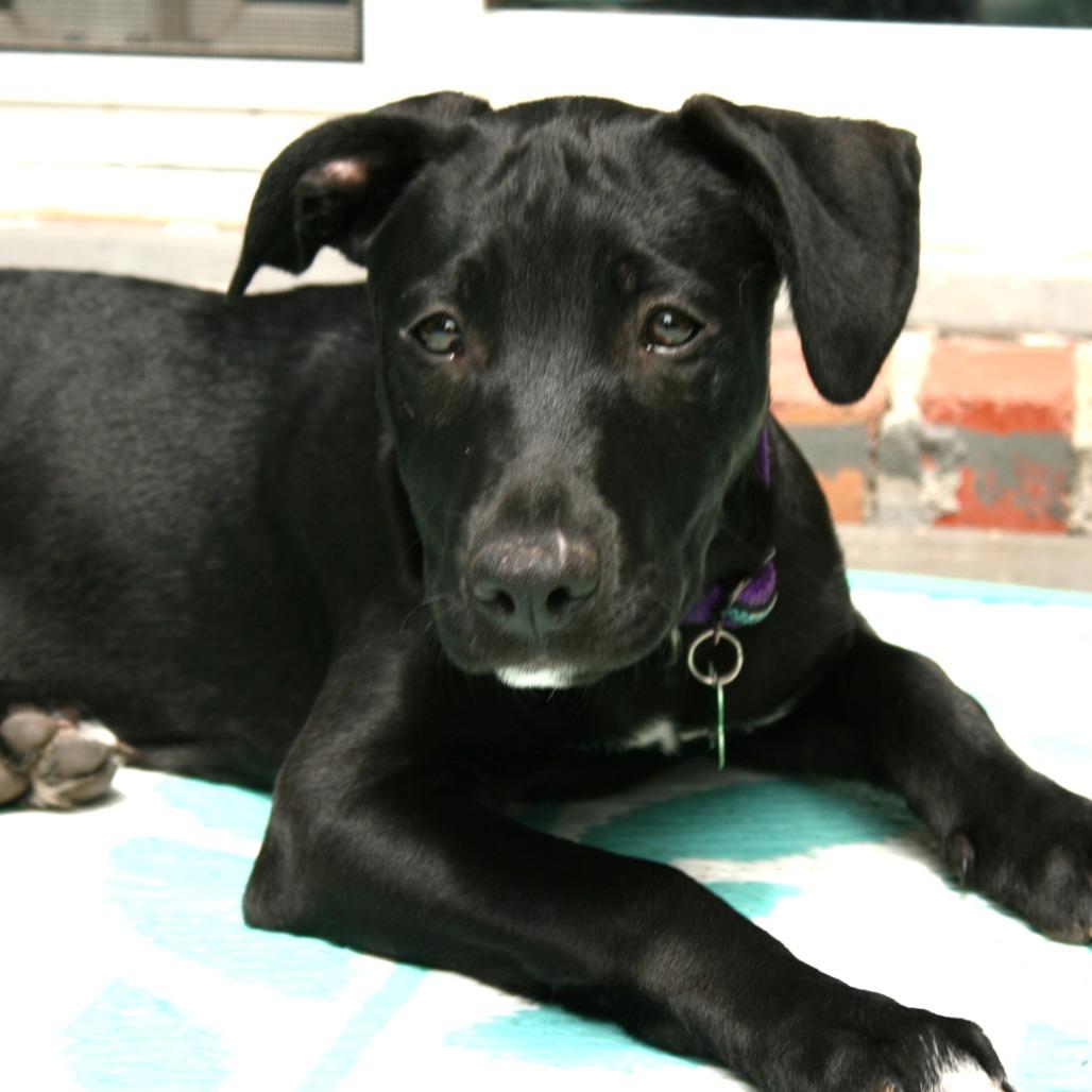 Enlarge Leia, a Adoptable Pit Bull Terrier in Wichita, KS image 3/6