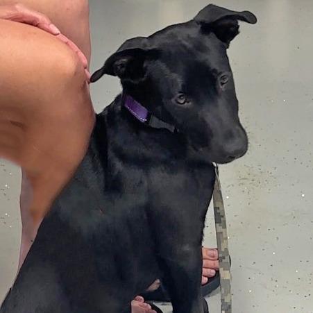Leia, a Adoptable Pit Bull Terrier in Wichita, KS image 4/6