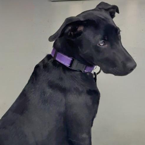 Leia, a Adoptable Pit Bull Terrier in Wichita, KS image 5/6