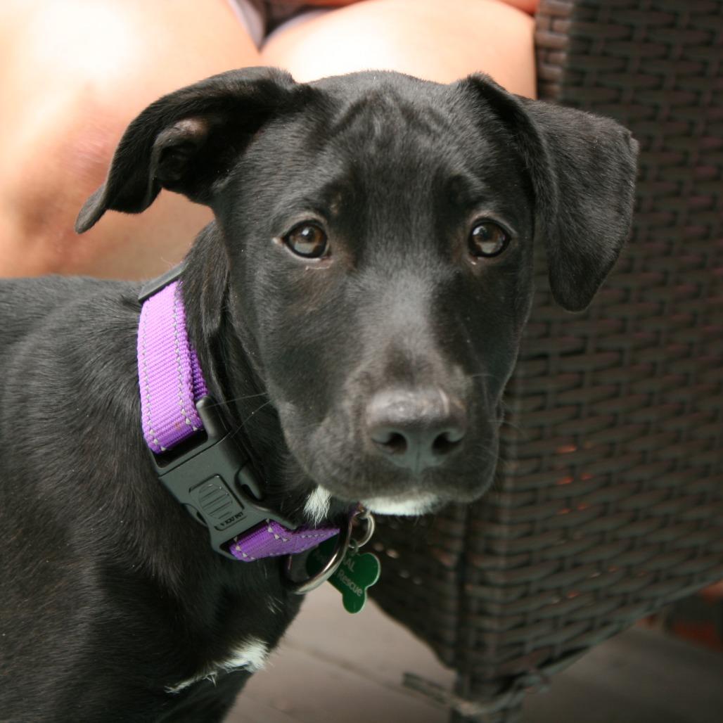 Enlarge Leia, a Adoptable Pit Bull Terrier in Wichita, KS image 4/6