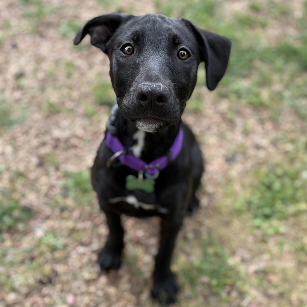 Leia, a Adoptable Pit Bull Terrier in Wichita, KS image 6/6