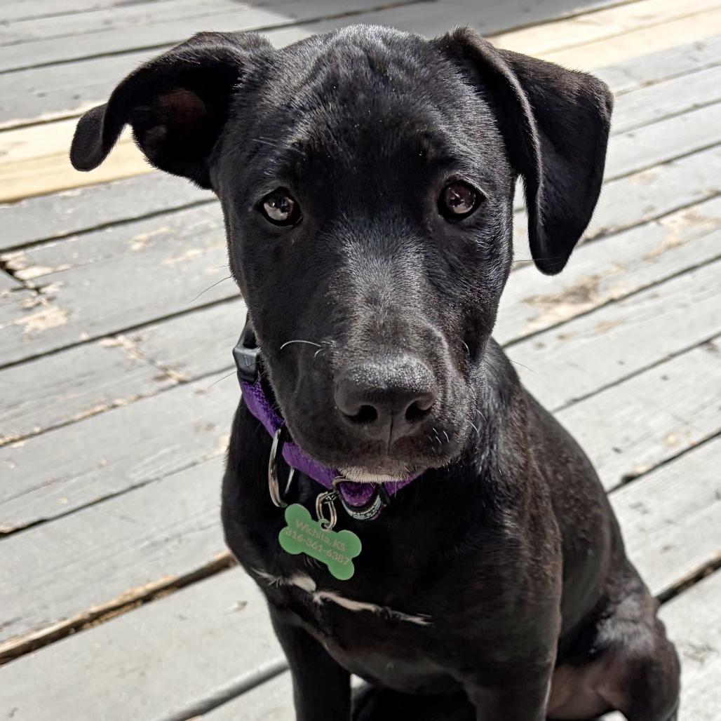 Enlarge Leia, a Adoptable Pit Bull Terrier in Wichita, KS image 5/6
