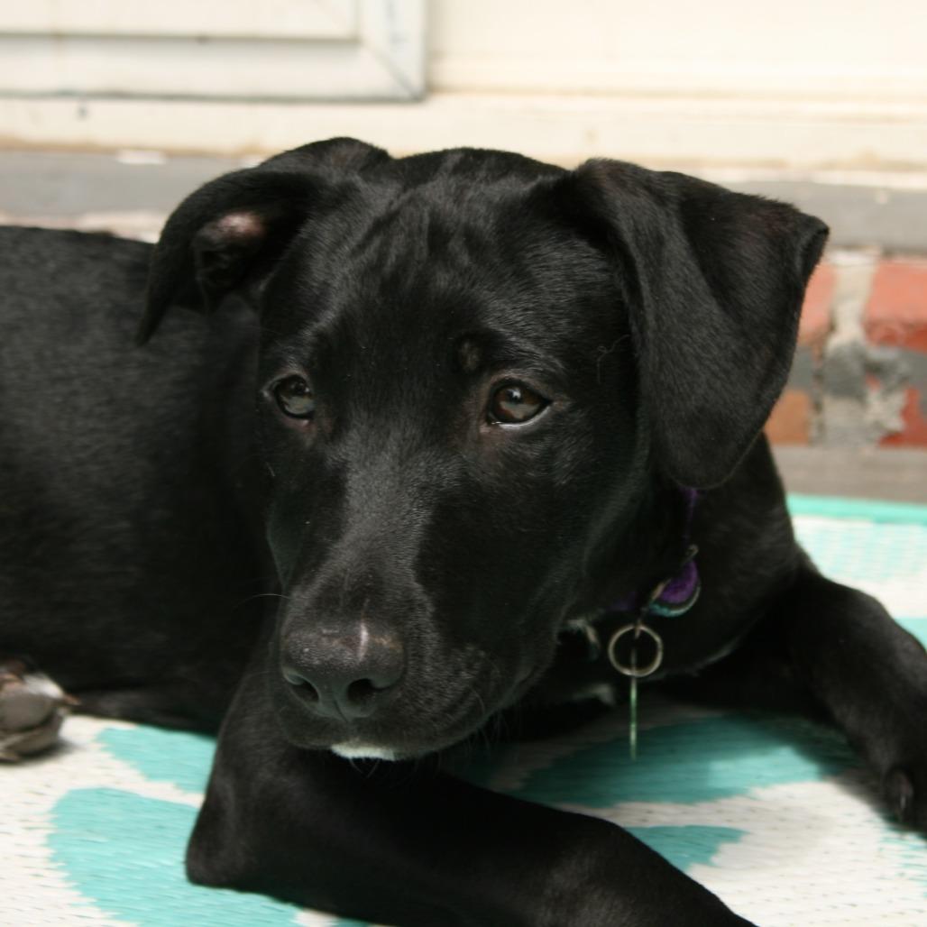 Enlarge Leia, a Adoptable Pit Bull Terrier in Wichita, KS image 6/6