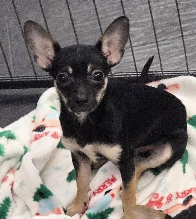 Phish, ADOPTABLE, Young Male Chorkie.