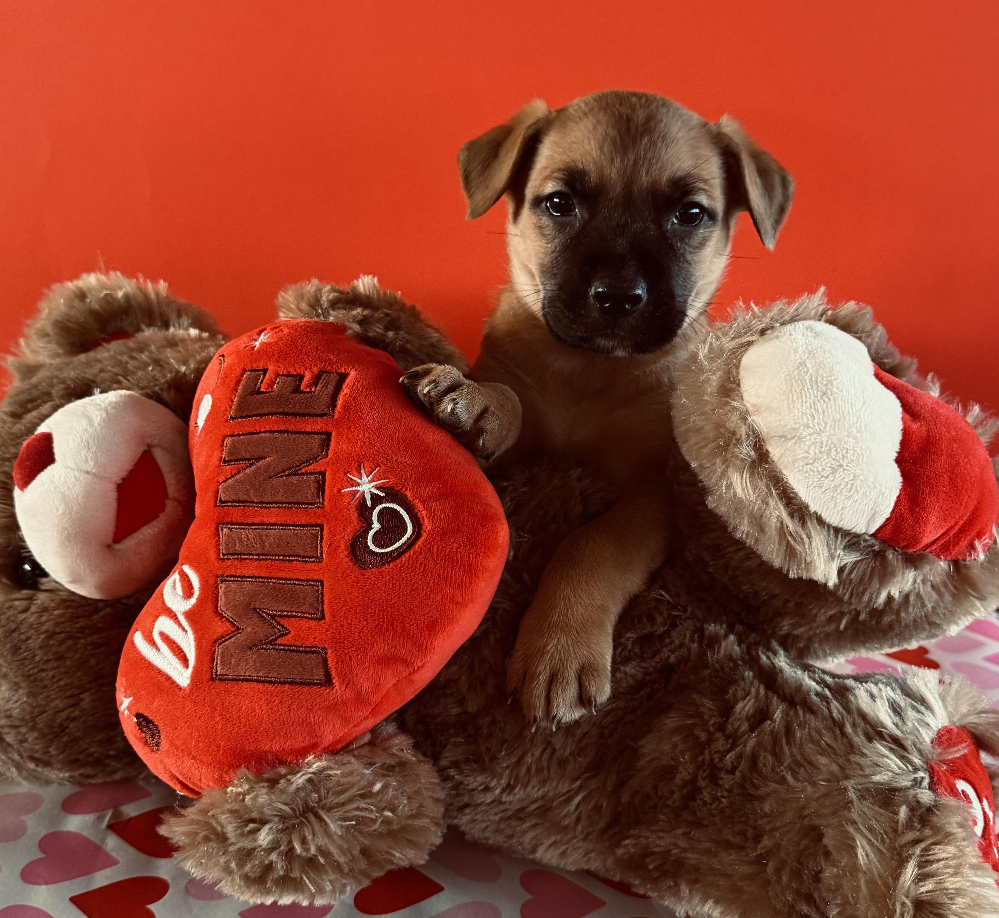 Brownie , ADOPTABLE, Puppy Male Boxer.