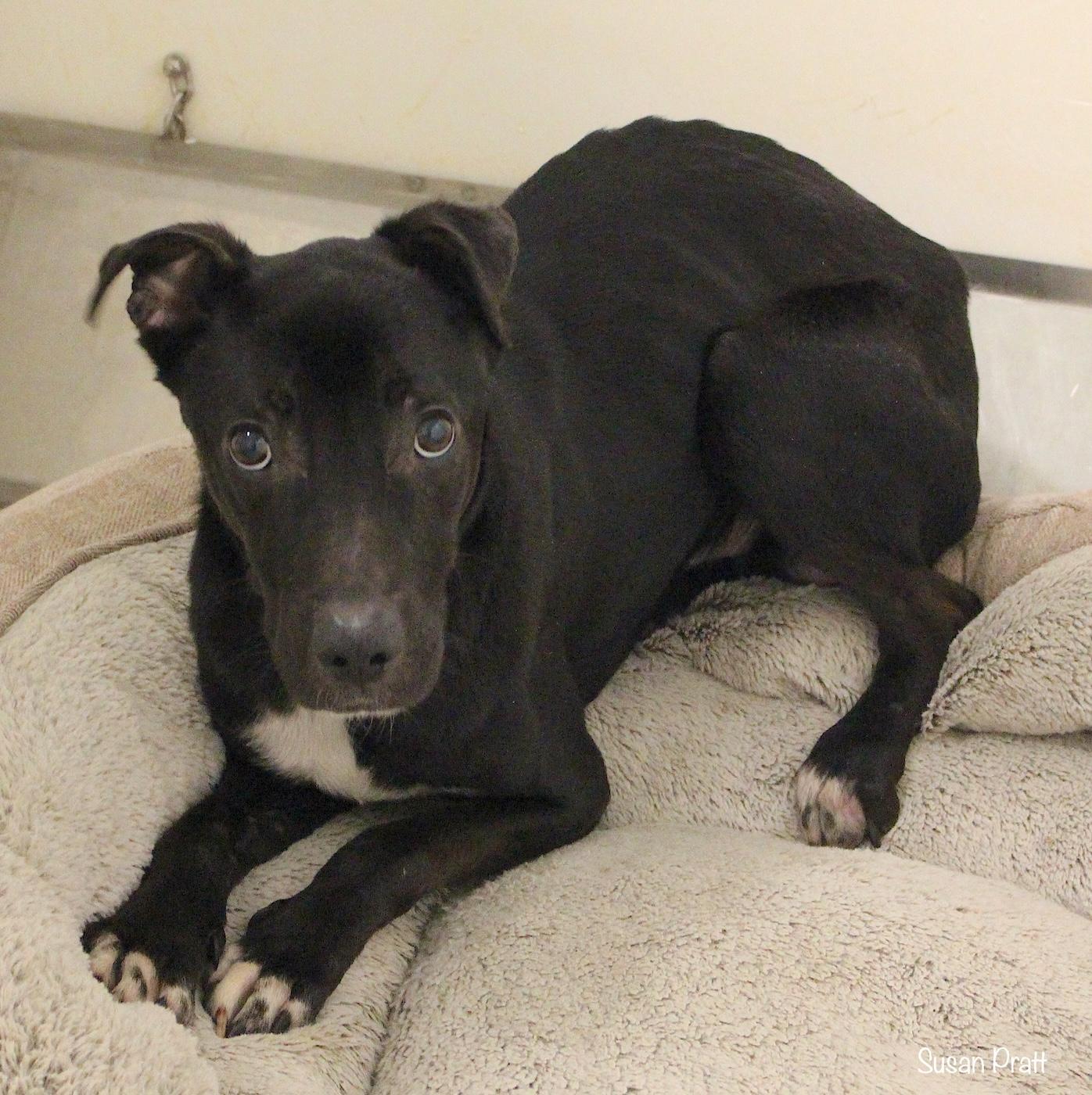 Enlarge Ollie, a ADOPTABLE mixed breed in Bedford, VA image 2/2