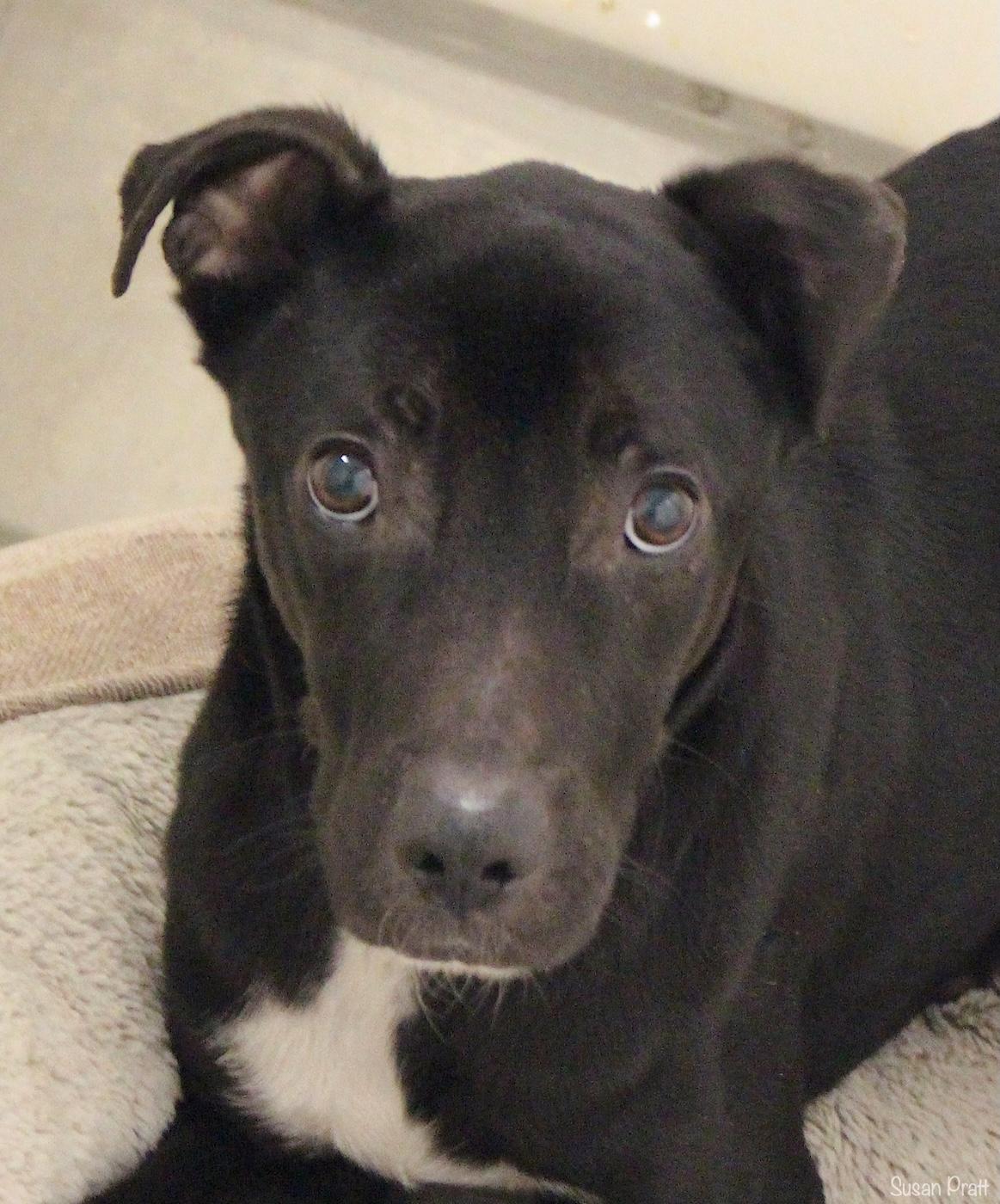 Enlarge Ollie, a ADOPTABLE mixed breed in Bedford, VA image 1/2