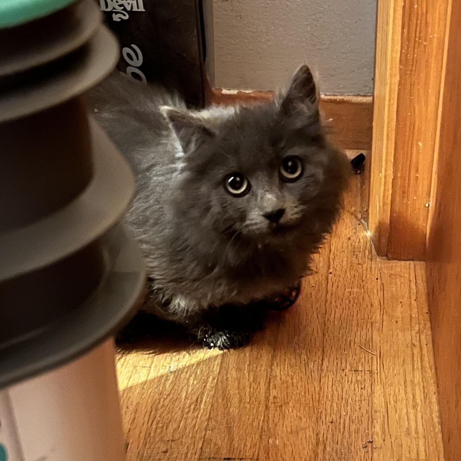 Enlarge Moscow, a Adoptable Domestic Medium Hair in Minneapolis, MN image 1/2