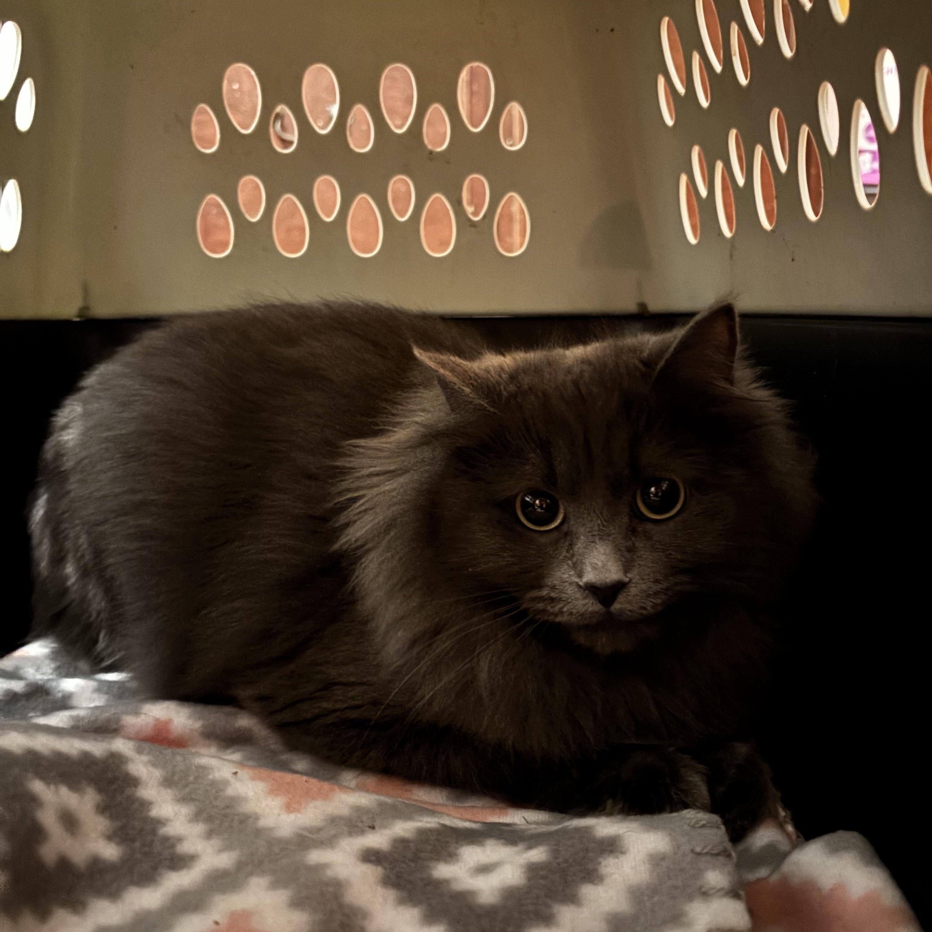 Enlarge Moscow, a Adoptable Domestic Medium Hair in Minneapolis, MN image 2/2