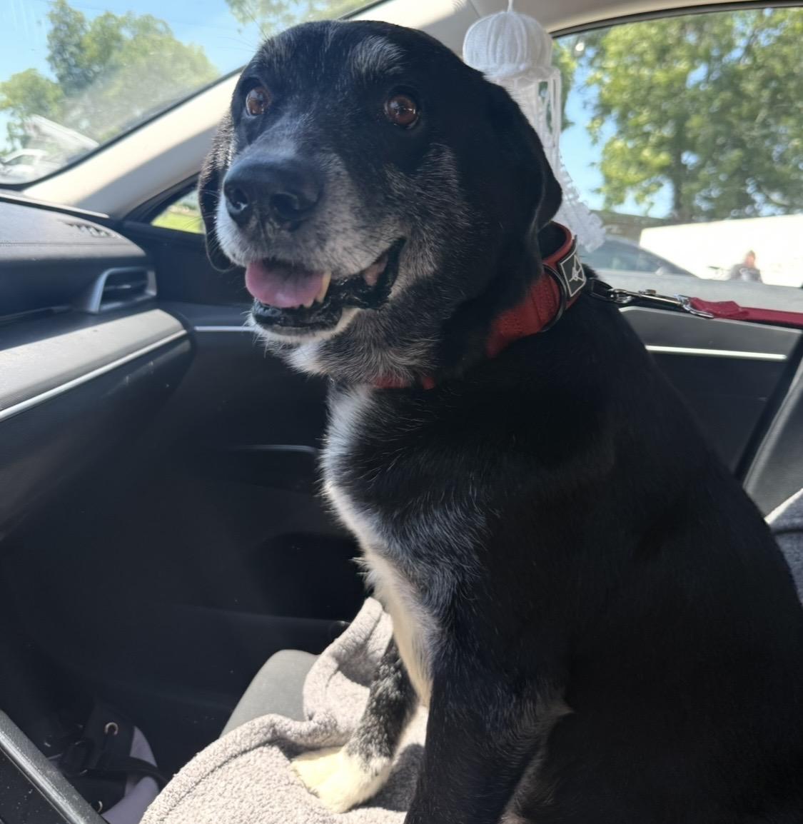Harley - Your next best friend, Adoptable, Senior Male Black Labrador Retriever.
