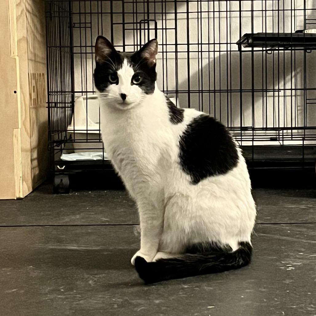 Enlarge Skips, a Adoptable Domestic Short Hair in Fayetteville, AR image 1/6