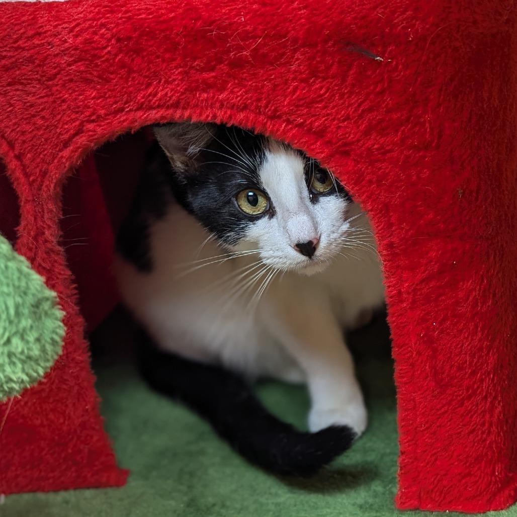 Enlarge Skips, a Adoptable Domestic Short Hair in Fayetteville, AR image 2/6