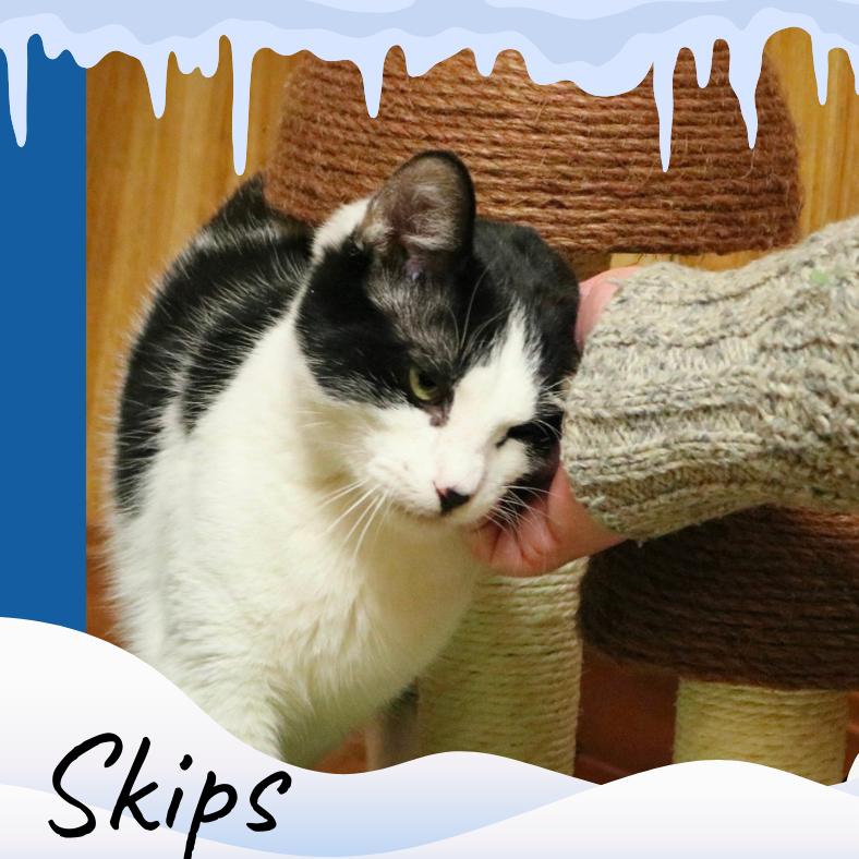 Enlarge Skips, a Adoptable Domestic Short Hair in Fayetteville, AR image 3/6