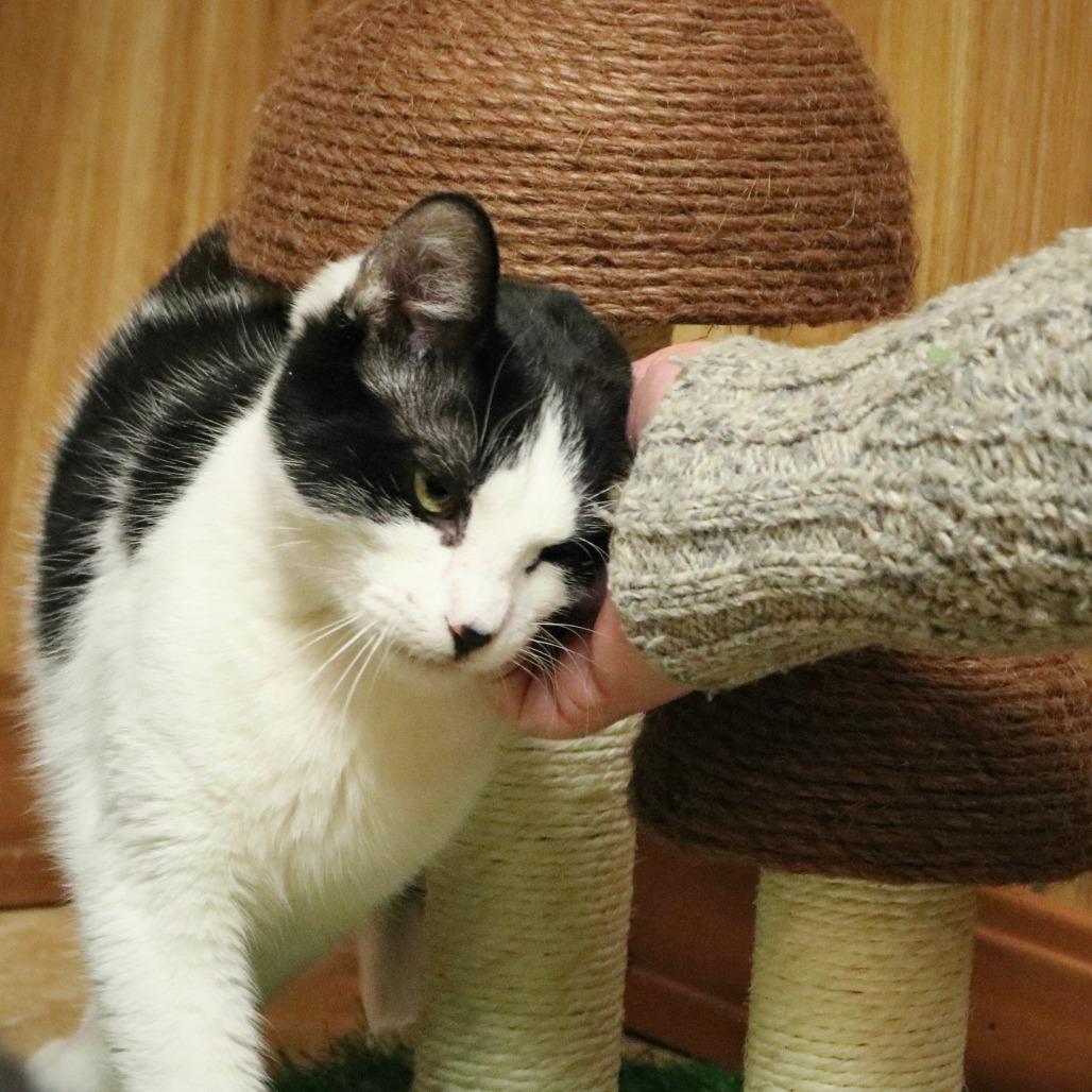 Enlarge Skips, a Adoptable Domestic Short Hair in Fayetteville, AR image 4/6