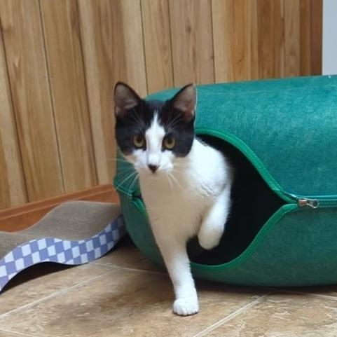 Enlarge Skips, a Adoptable Domestic Short Hair in Fayetteville, AR image 5/6