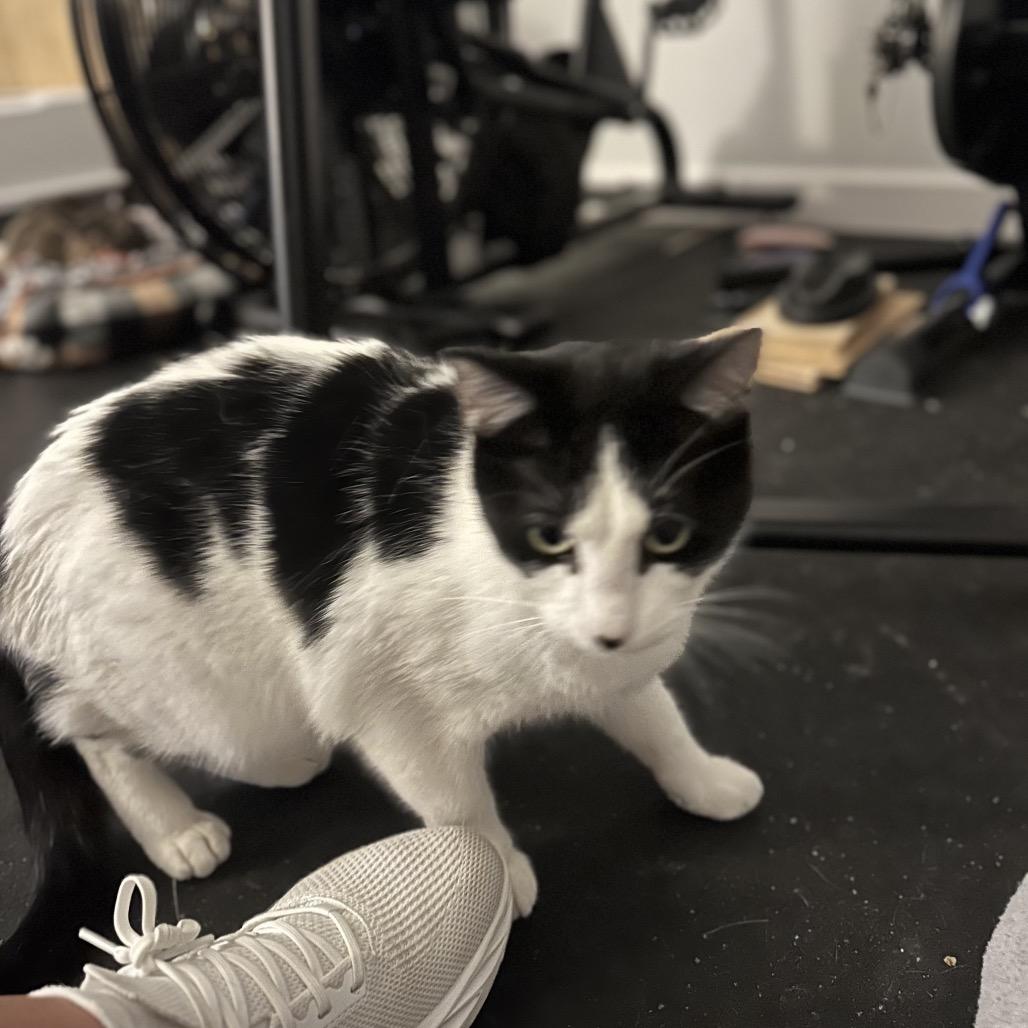 Enlarge Skips, a Adoptable Domestic Short Hair in Fayetteville, AR image 6/6