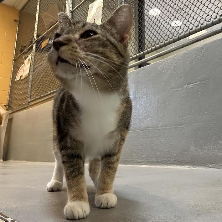 Enlarge Cherry Belle, a Adoptable Domestic Short Hair in Charlottesville, VA image 1/6