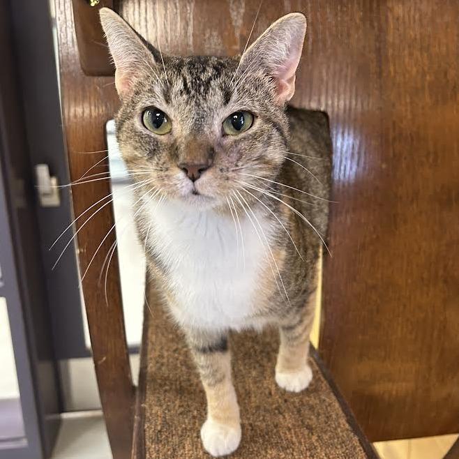 Enlarge Cherry Belle, a Adoptable Domestic Short Hair in Charlottesville, VA image 4/6