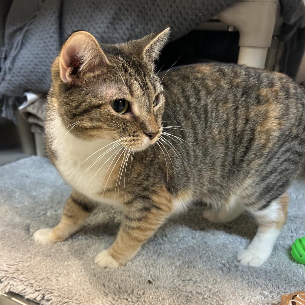 Enlarge Cherry Belle, a Adoptable Domestic Short Hair in Charlottesville, VA image 5/6