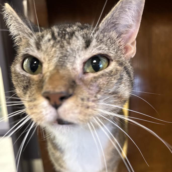 Enlarge Cherry Belle, a Adoptable Domestic Short Hair in Charlottesville, VA image 6/6