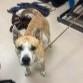 Walker, ADOPTABLE, Adult Male Mixed Breed.