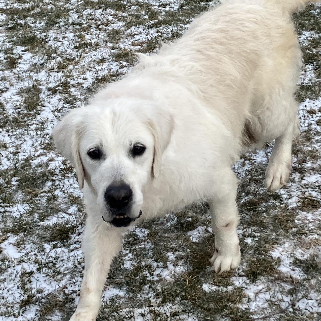 winnie, Adoptable, Senior Female Golden Retriever.
