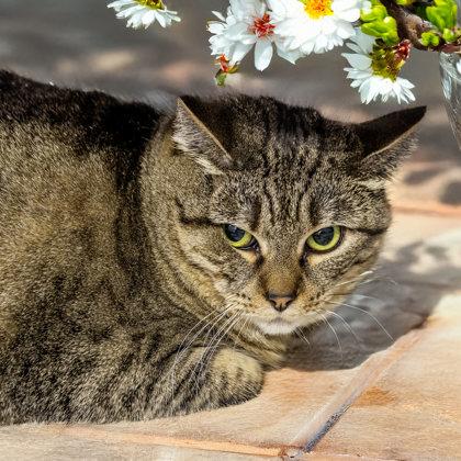 Mia, Adoptable, Adult Female Domestic Short Hair & Domestic Short Hair.