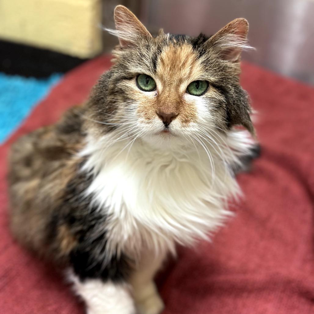 Girlie — thumbnail 6