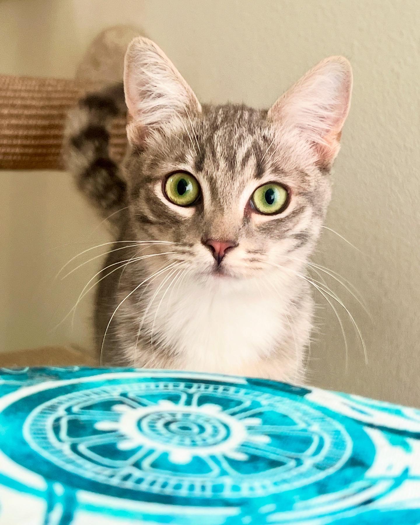 Bubbles, Adopted, Kitten Female Domestic Short Hair.