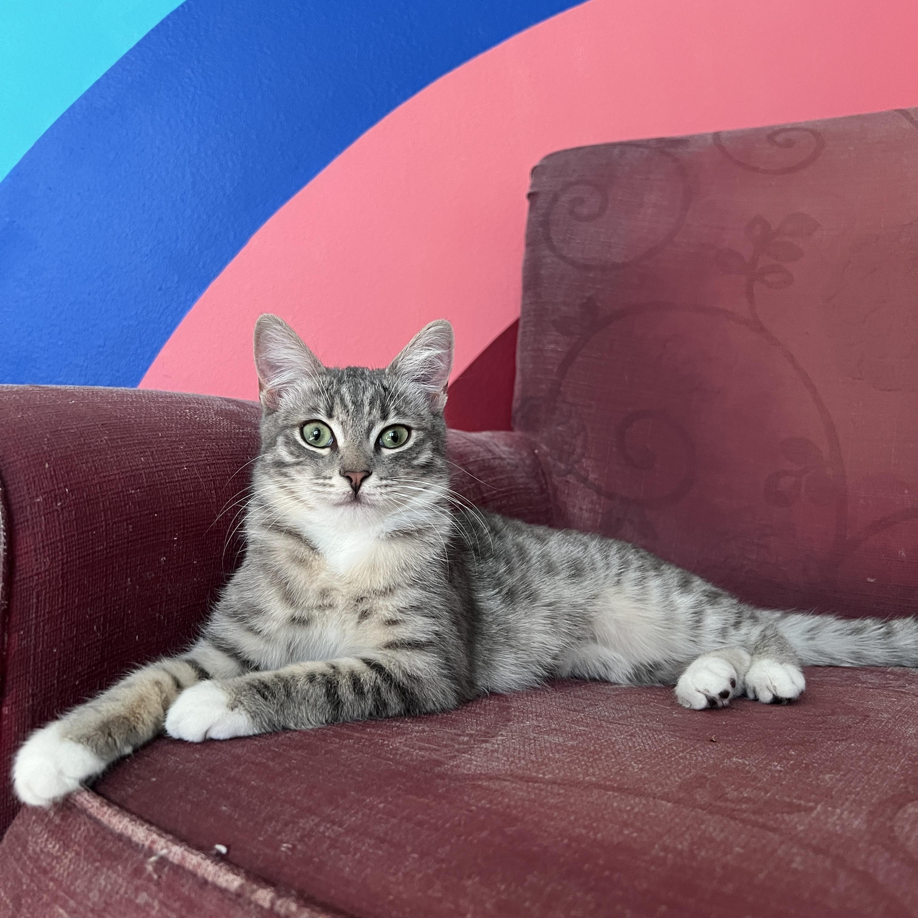 Enlarge Bubbles, a Adopted Domestic Short Hair in Indio, CA image 2/5