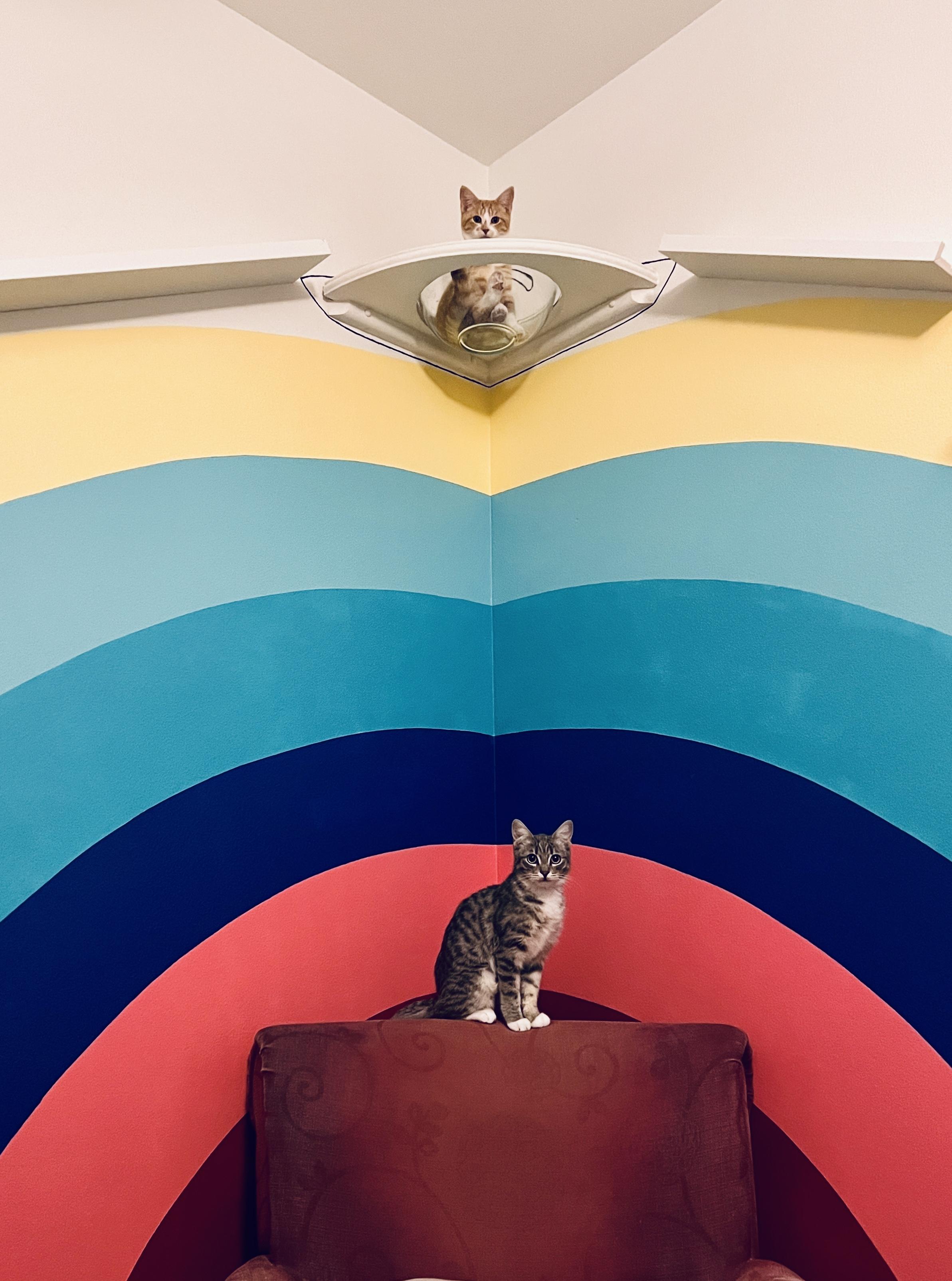 Enlarge Bubbles, a Adopted Domestic Short Hair in Indio, CA image 4/5