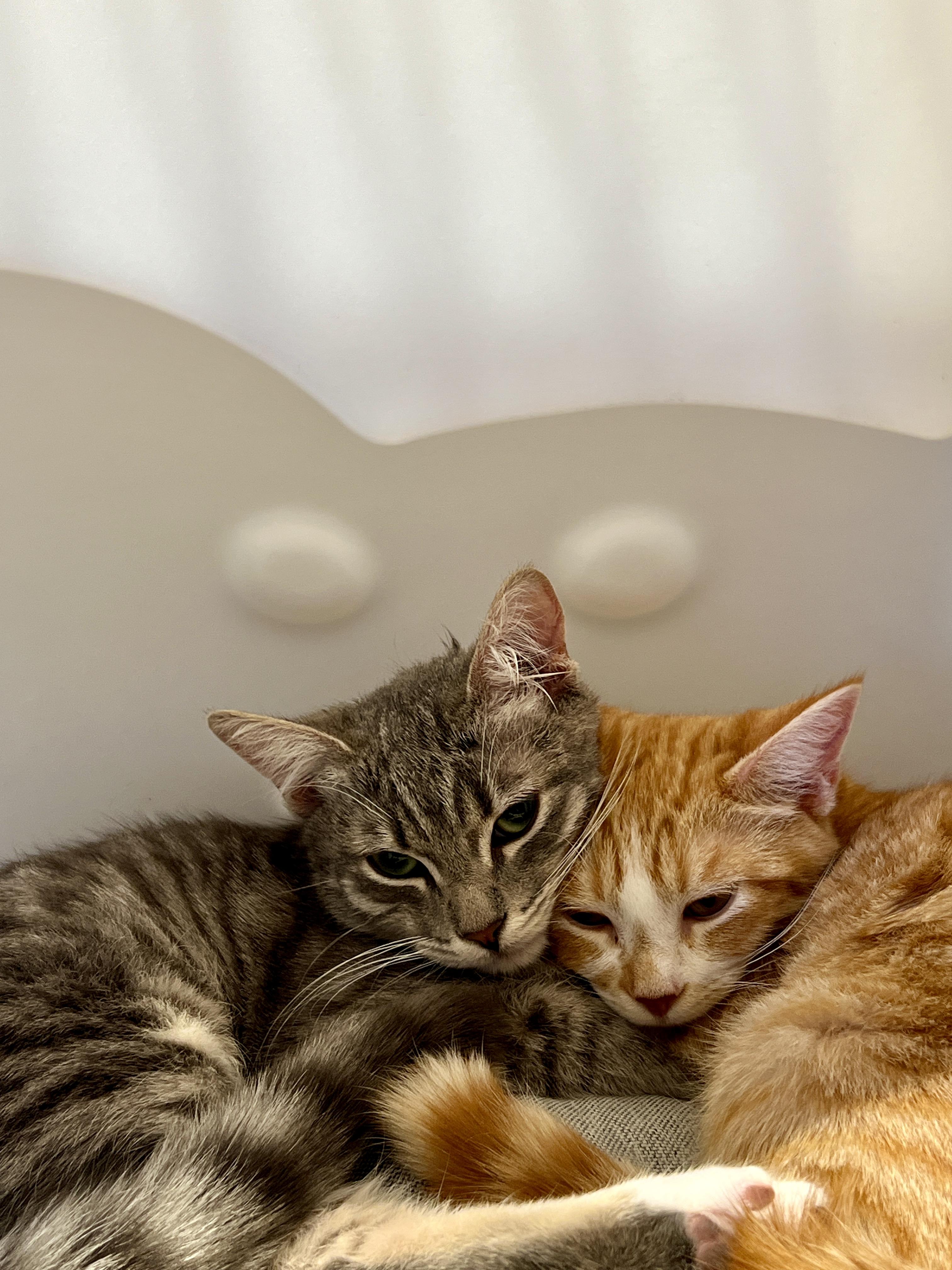 Enlarge Bubbles, a Adopted Domestic Short Hair in Indio, CA image 3/5