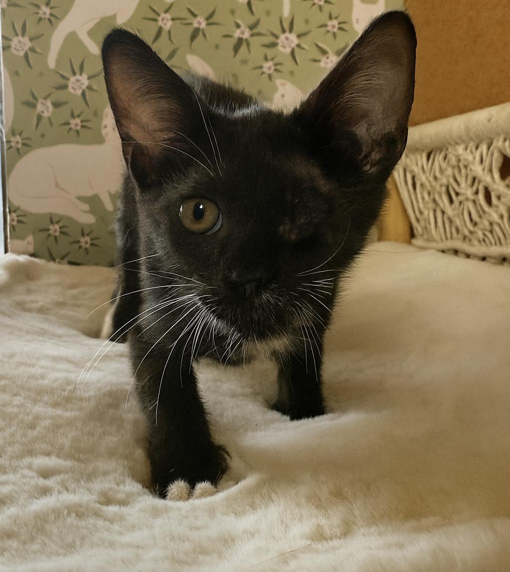 Enlarge Wilson, a Adoptable mixed breed in Petaluma, CA image 1/3