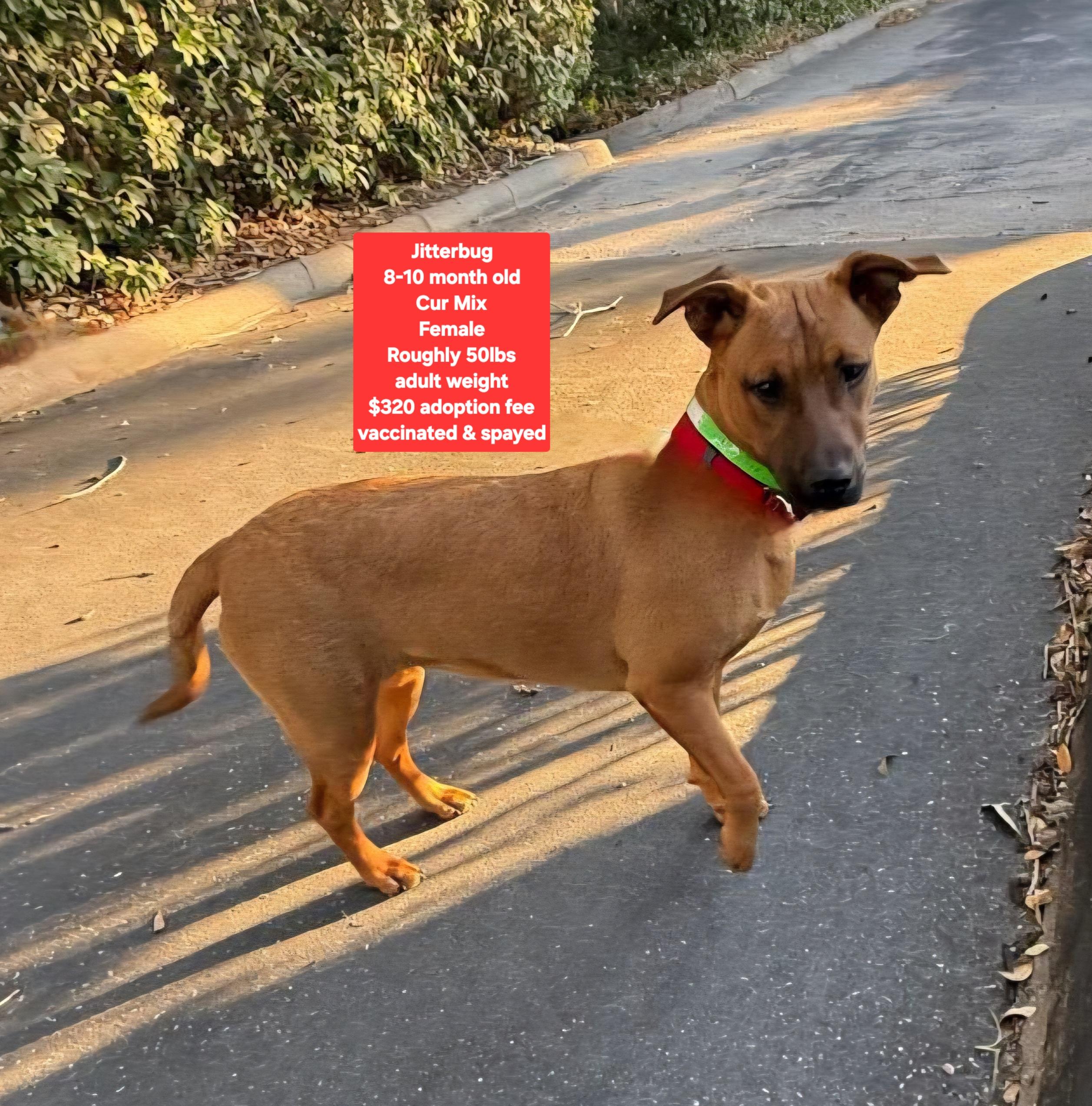 Jitterbug, ADOPTABLE, Young Female Black Mouth Cur.