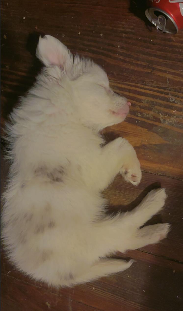 Yuki (DM), Adoptable, Puppy Female Australian Shepherd.