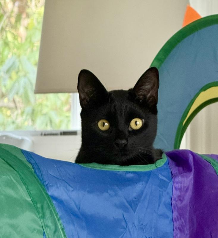 Enlarge Minnie, a Adoptable Domestic Short Hair in Sunnyvale, CA image 2/5