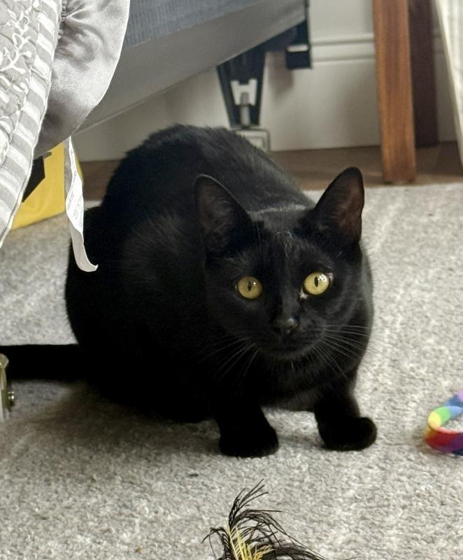 Enlarge Minnie, a Adoptable Domestic Short Hair in Sunnyvale, CA image 3/5