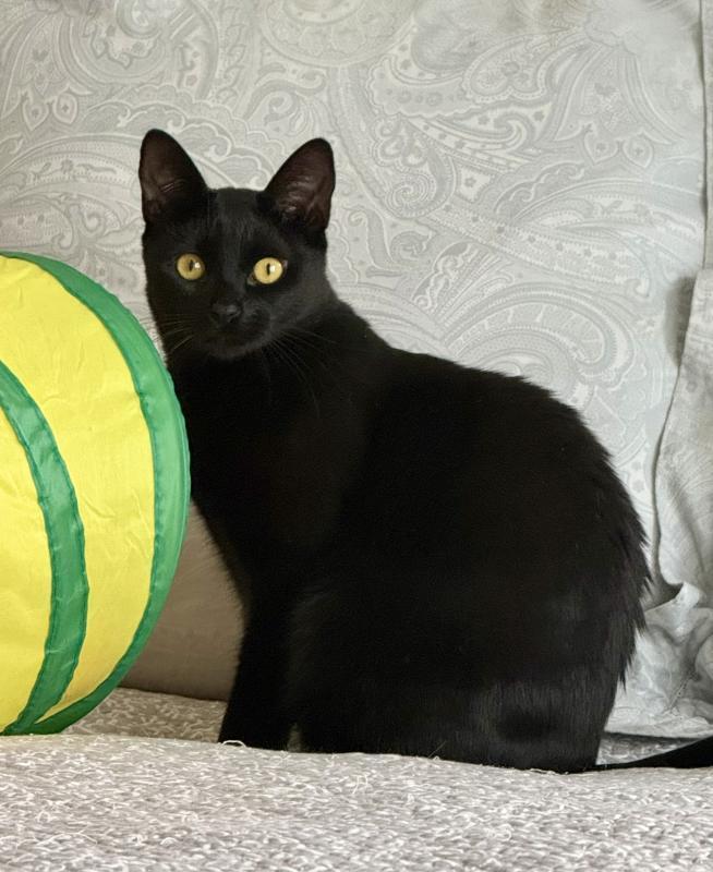 Enlarge Minnie, a Adoptable Domestic Short Hair in Sunnyvale, CA image 4/5