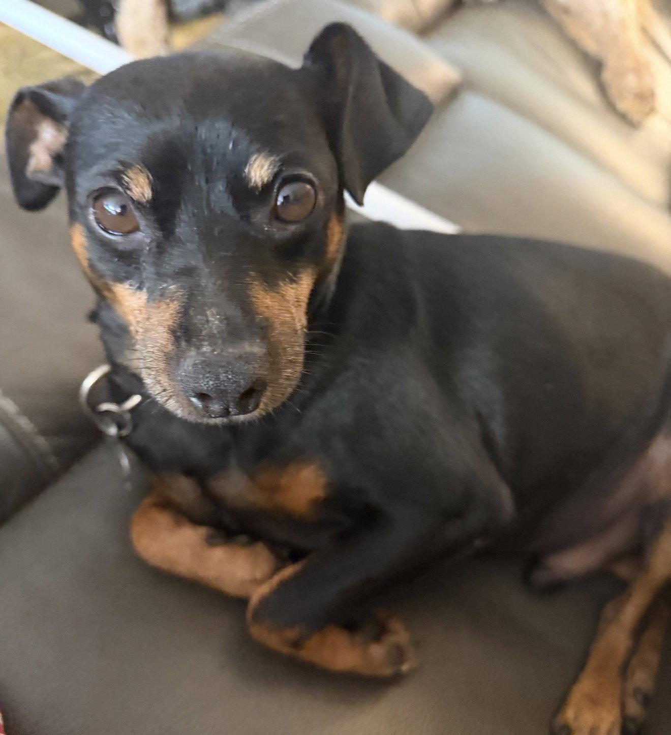 Denver, Adoptable, Adult Male Miniature Pinscher.