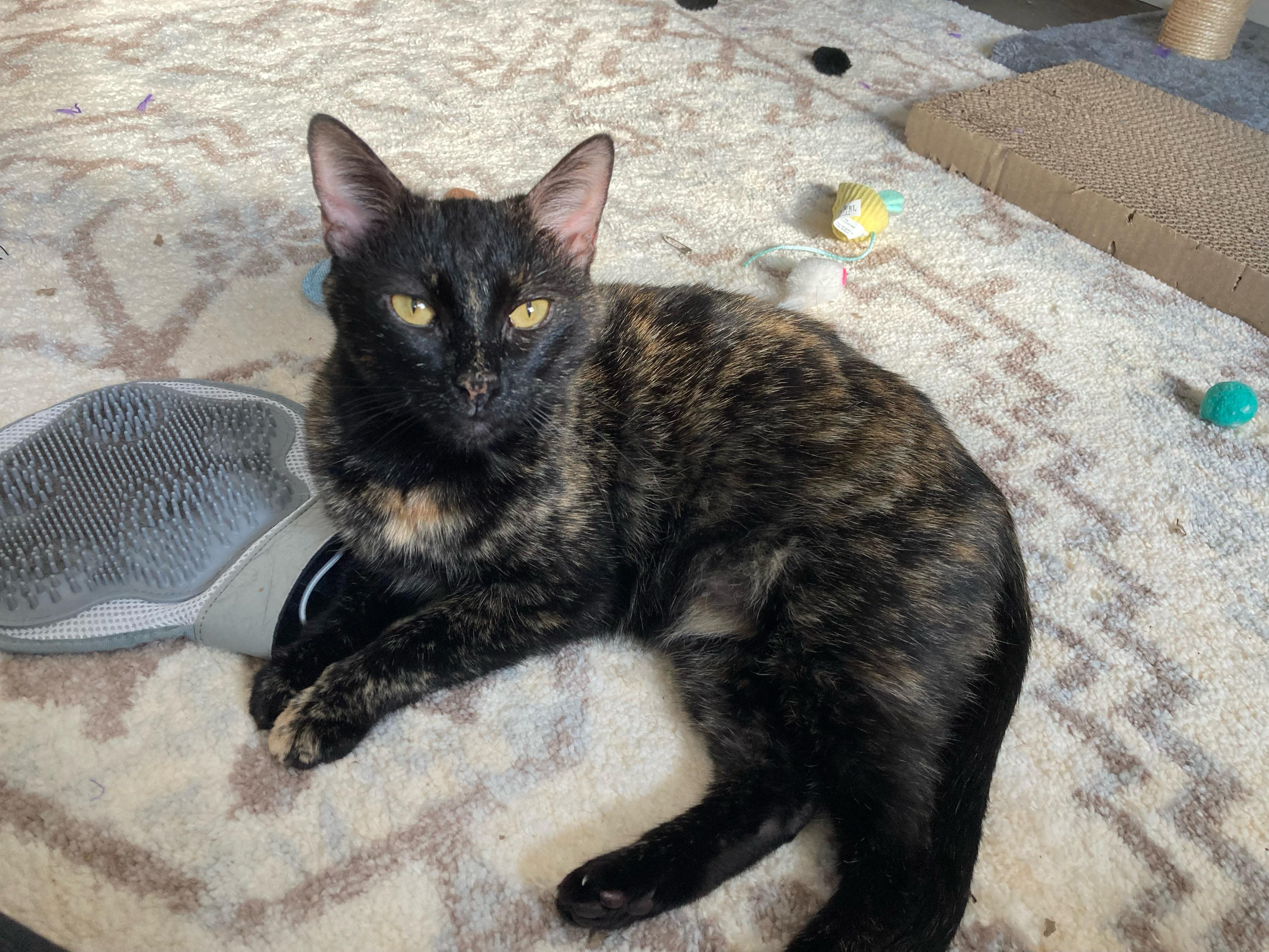 Gemma